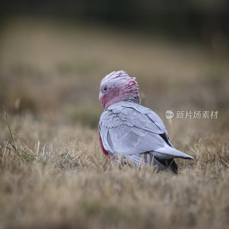 婴儿喙(Eolophus roseicapilla)